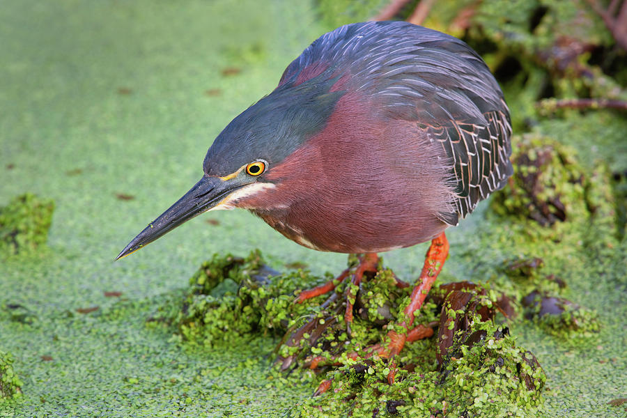 Green Heron Photograph by Jerry Fornarotto