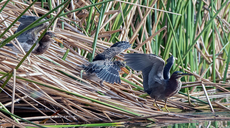 Green Heron Juveniles 3850-071821-2 Photograph by Tam Ryan