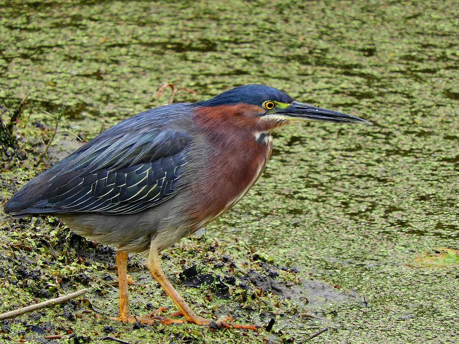 Green Heron Photograph by Kevin Weed - Fine Art America