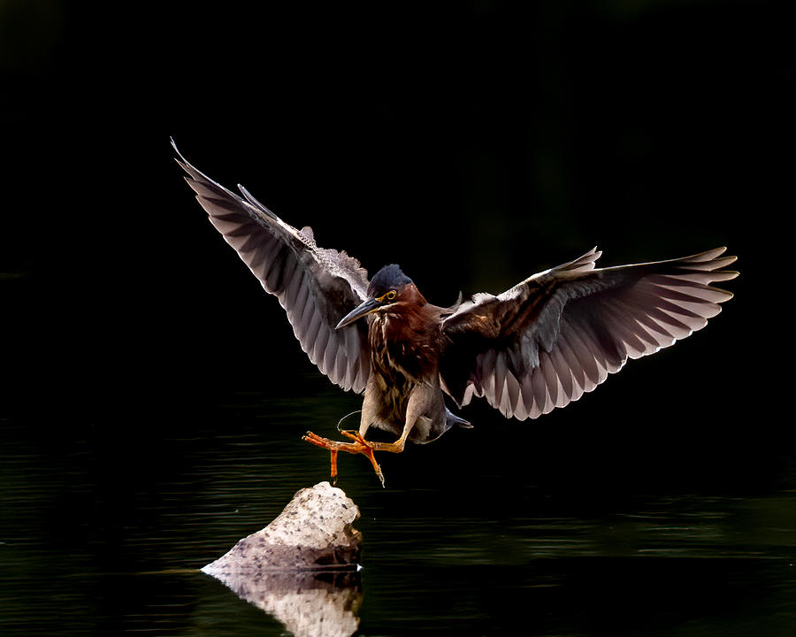 Green Heron Landing Photograph by Larry Maras Green Heron Landing Photograph by Larry Maras