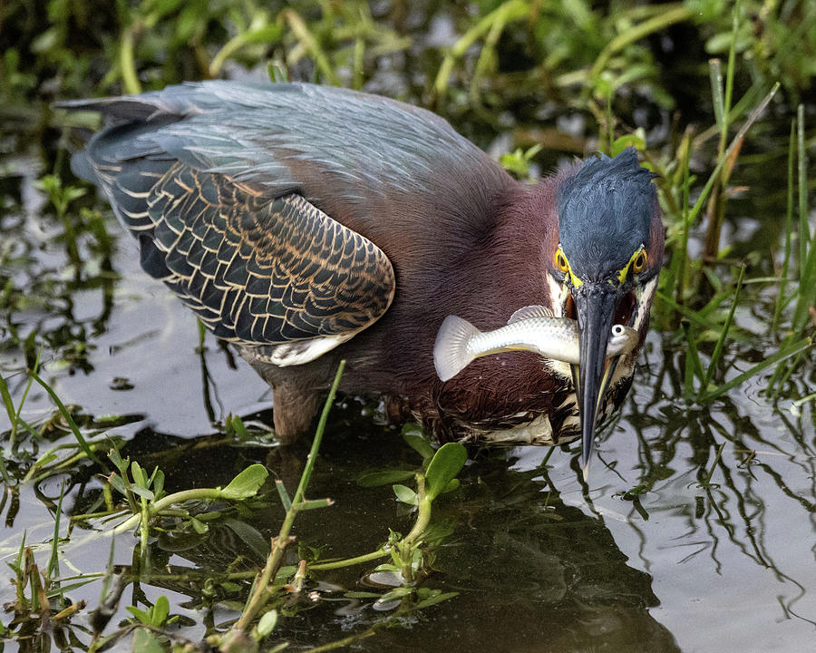 Green Heron lunch Photograph by Jaki Miller