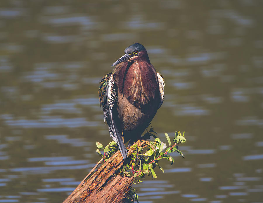 Green Heron - Majestic Photograph by Chad Meyer