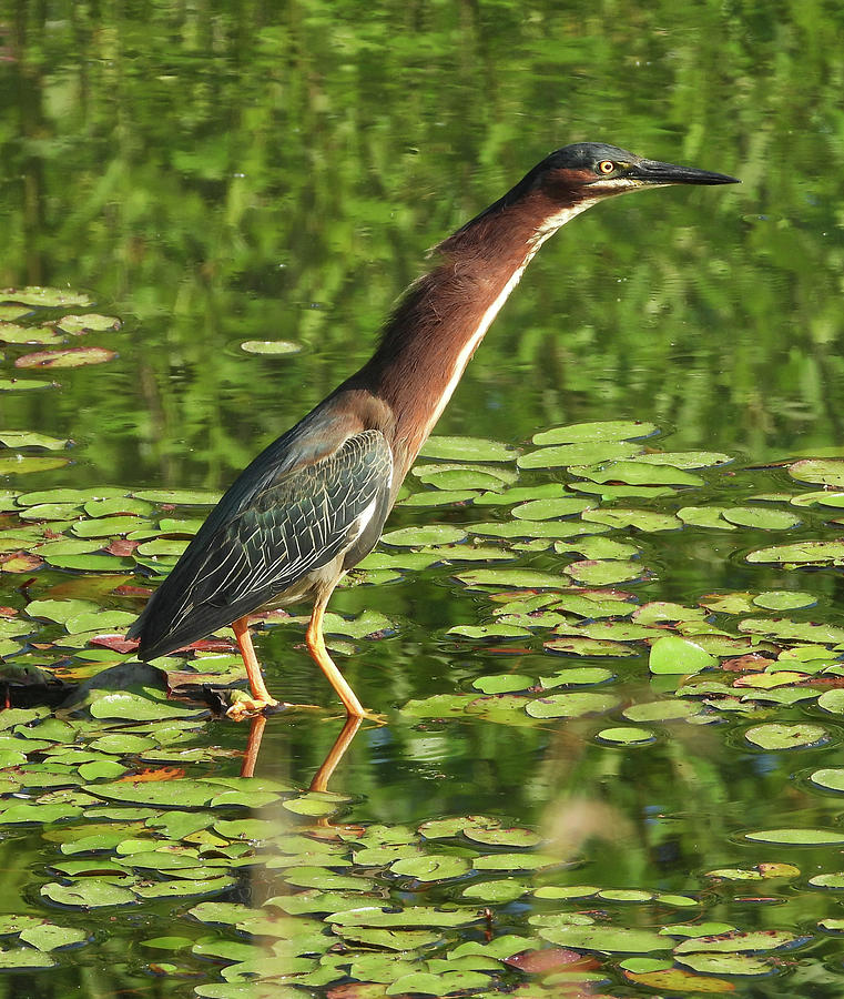 Green Heron Neck Stretch Photograph by Lindy Pollard - Fine Art America