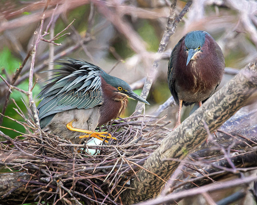 Green Herons Photograph - Green Heron Nesting by Jaki Miller