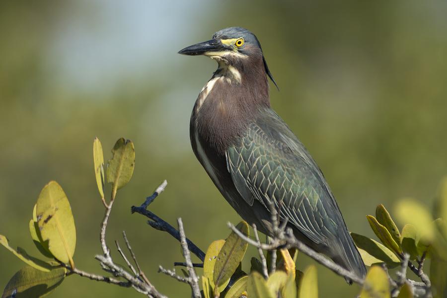 Green Heron on a Mangrove Photograph by Bradford Martin