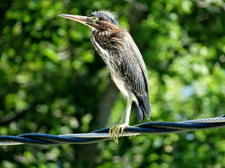 Green Heron On Electric Lines Photograph by Susan Sam
