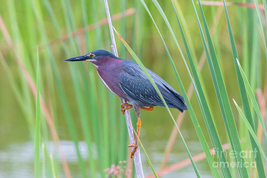 Green Heron on Reed Photograph by Tom Claud