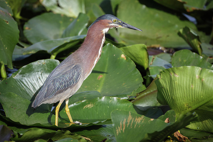 Green Heron on the Hunt Photograph by Fran Gallogly
