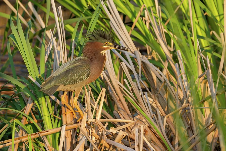Green Heron on the Hunt Photograph by Liza Eckardt