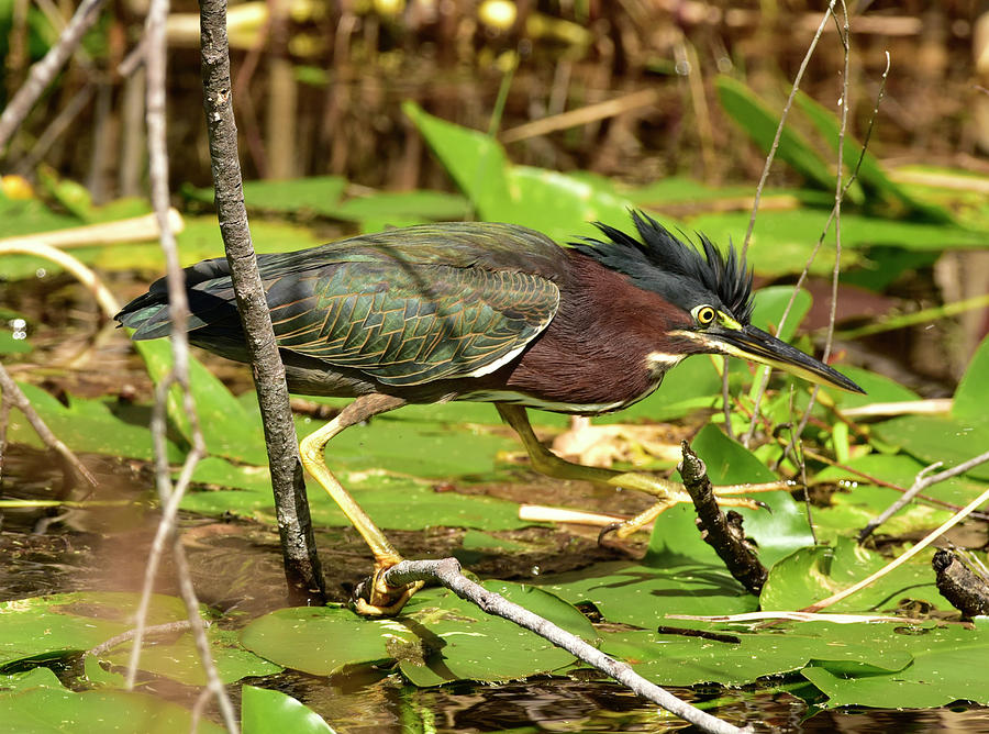 Green Heron on the Prowl Photograph by Cindy McIntyre
