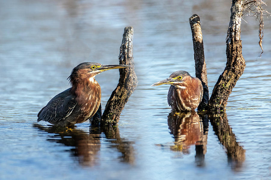Green Heron Pair Photograph by Patti Deters