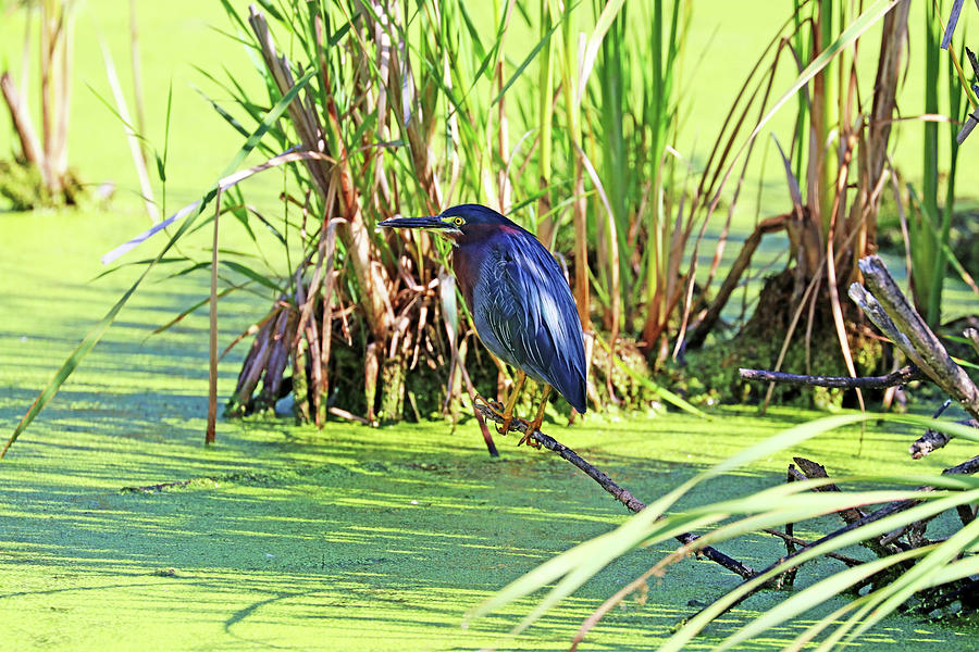 Green Heron Perfect Pose Photograph by Debbie Oppermann