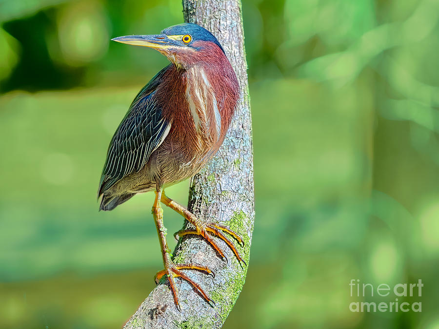 Green Heron Poised and Alert Photograph by Judy Kay