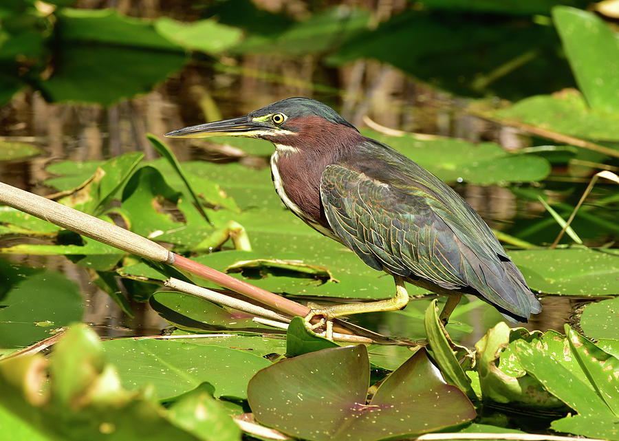 Green Heron Portrait Photograph By Cindy Mcintyre - Pixels