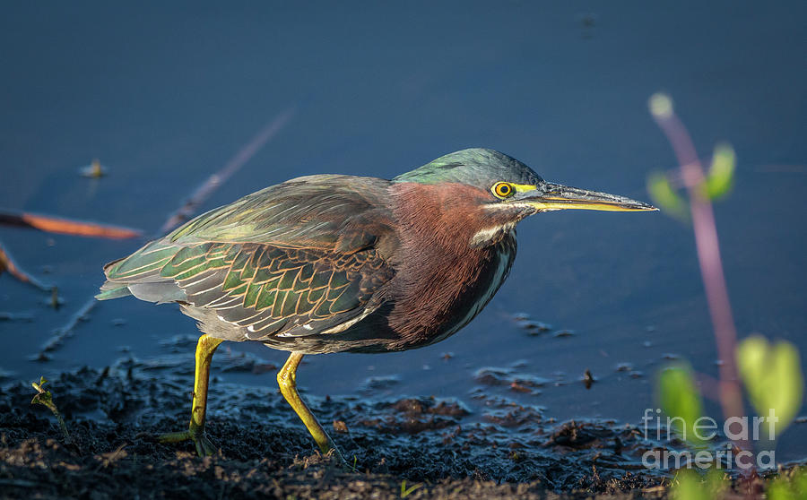 Green Heron Portrait Photograph by Tom Claud