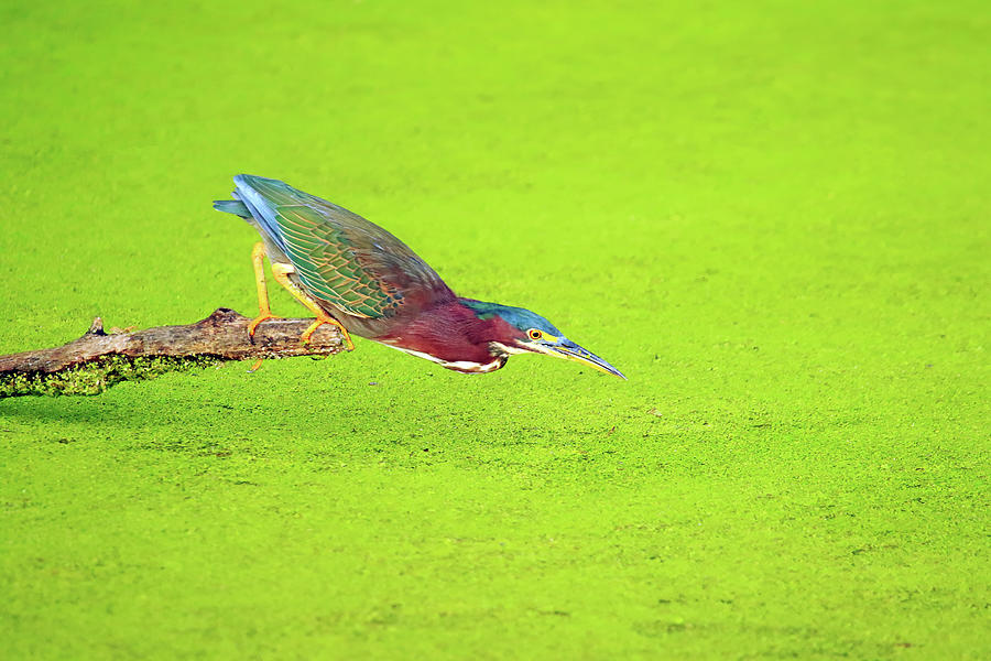 Green Heron Ready to Strike Photograph by Shixing Wen