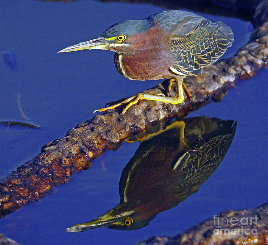 Green Heron reflection Photograph by Larry Nieland