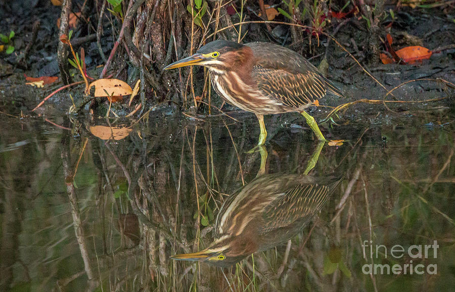 Green Heron Reflection Photograph by Tom Claud