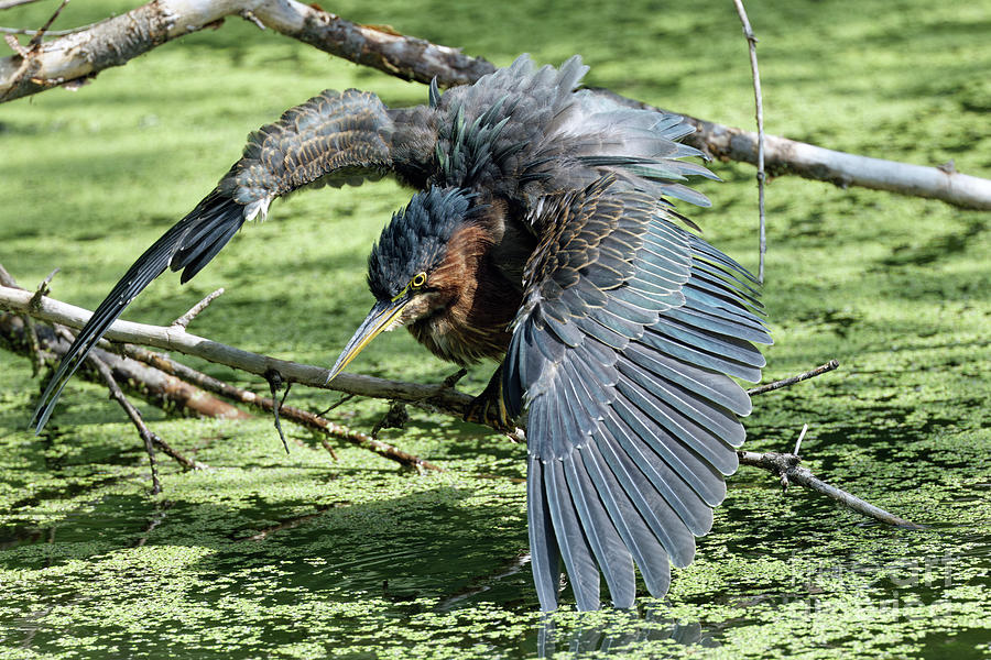 Green Heron Shaking Pose Photograph by Natural Focal Point Photography