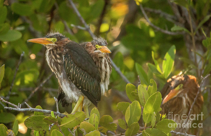 Green Heron Siblings Photograph by Tom Claud