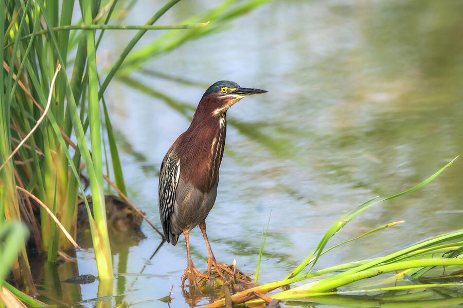 Green Heron Standing Tall Photograph by Debra Martz Green Heron Standing Tall Photograph by Debra Martz