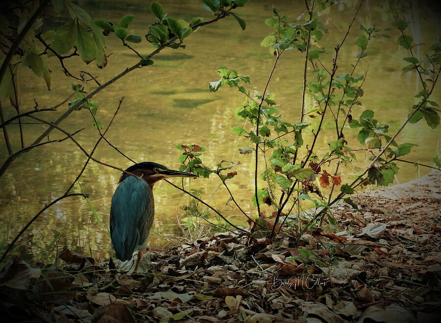 Green Heron Strolling Photograph by Beverly M Collins