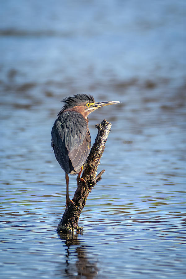 Green Heron Surprise  Photograph by Patti Deters