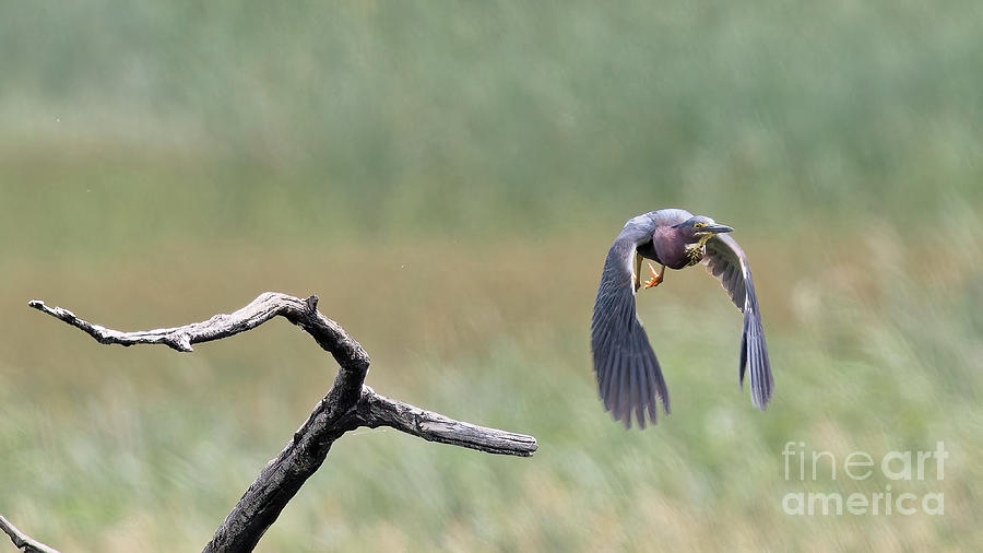 Heron Photograph - Green Heron Take Off by Natural Focal Point Photography