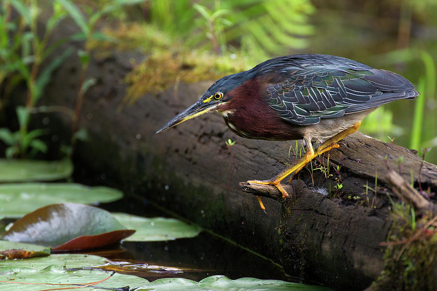 Green Heron Photograph by Timothy McIntyre