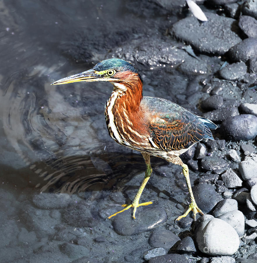 Bird Photograph - Green Heron Waiting For Lunch by Barbara McMahon