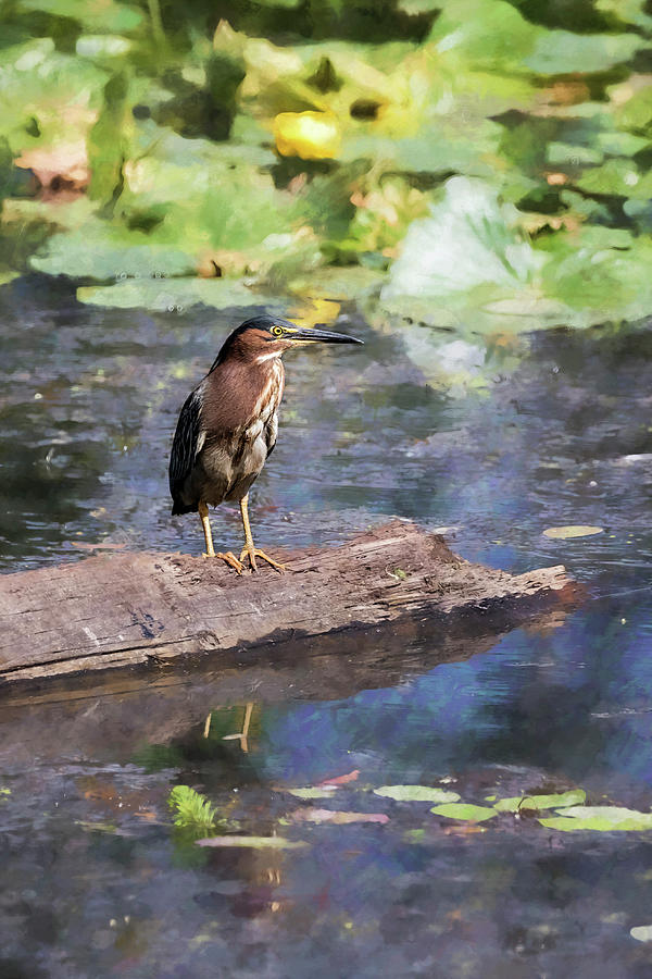 Green Heron with a Painterly Background of Water Lilies Photograph by Belinda Greb