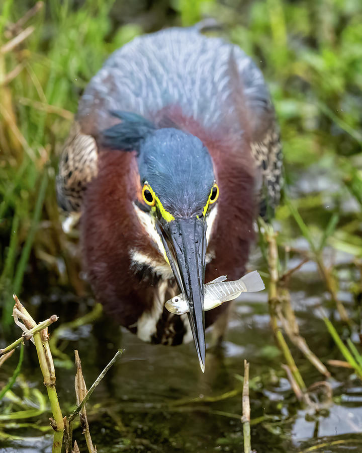 Green Heron with Minnow Photograph by Jaki Miller