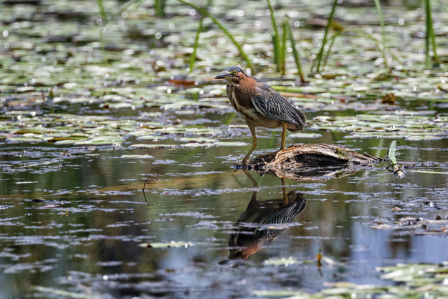 Green Heron with Reflection Photograph by Belinda Greb