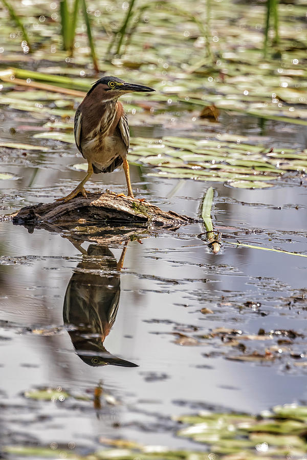 Green Heron with Reflection, Vertical Photograph by Belinda Greb
