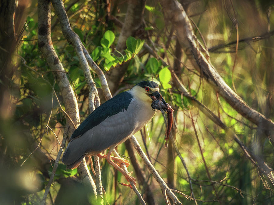 Green Herons Catch Photograph by Framing Places