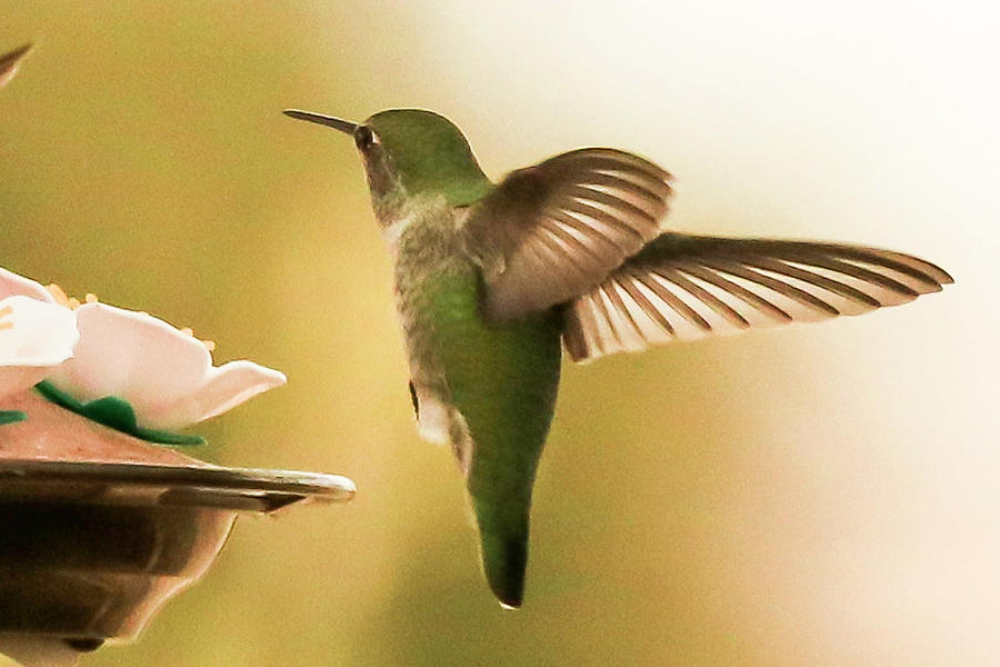 Green humming Bird Photograph by Dr Janine Williams