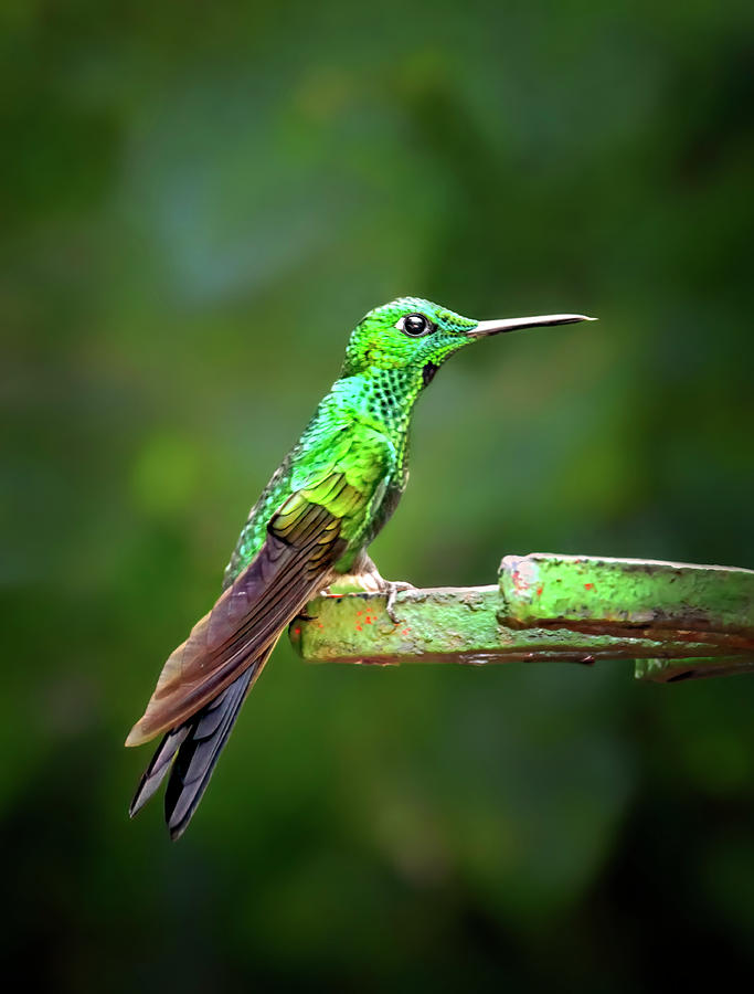 Green Hummingbird Photograph by Carolyn Derstine