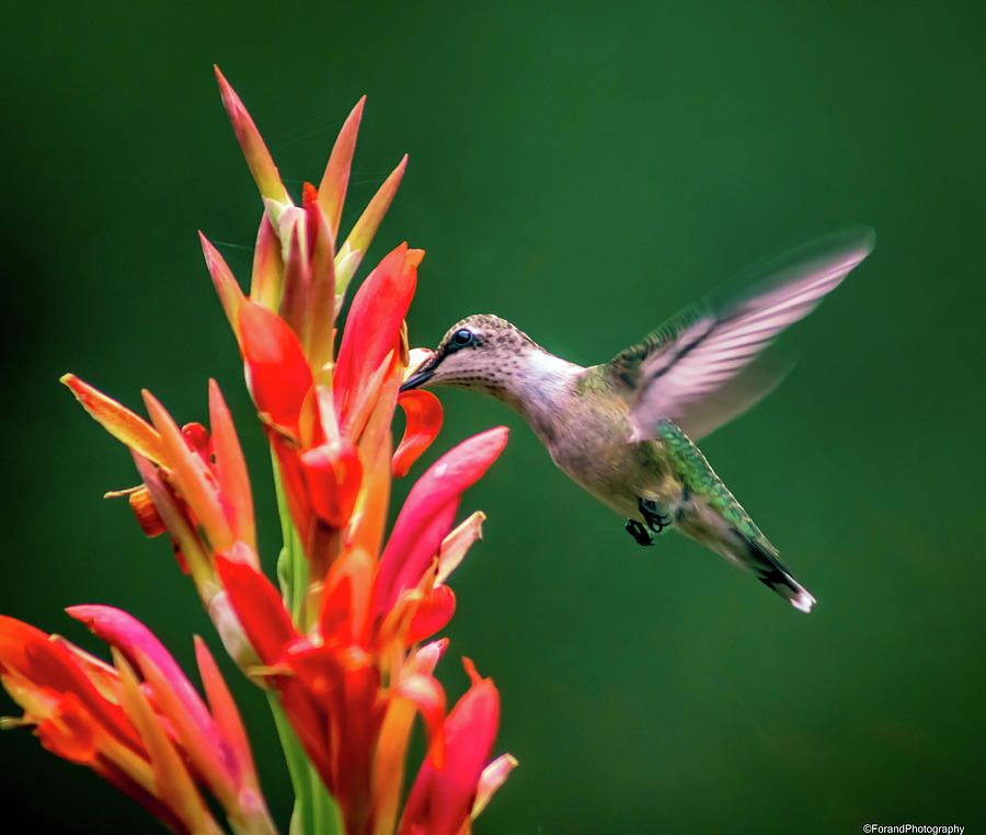 Green Hummingbird Photograph by Debra Forand