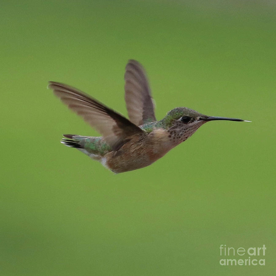 Green Hummingbird in Green Photograph by Carol Groenen