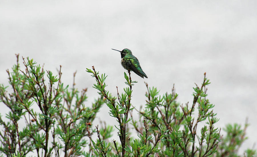 Hummingbird Photograph - Green Hummingbird by Marilyn Hunt