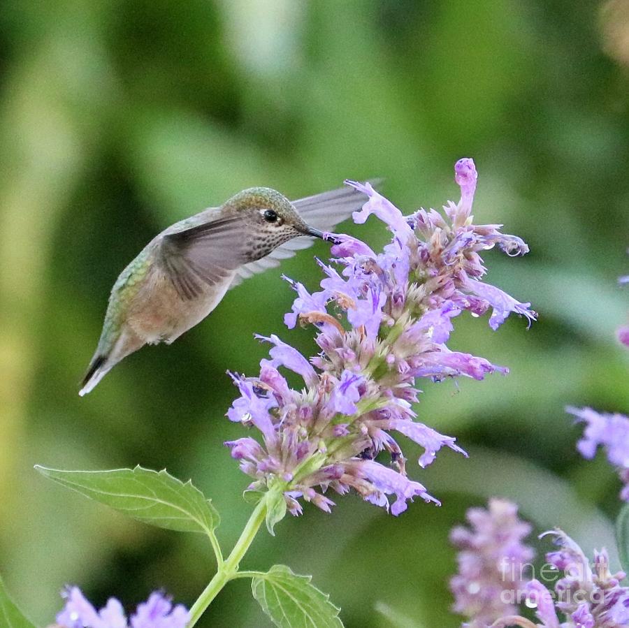 Green Hummingbird on Purple Flower Square Photograph by Carol Groenen