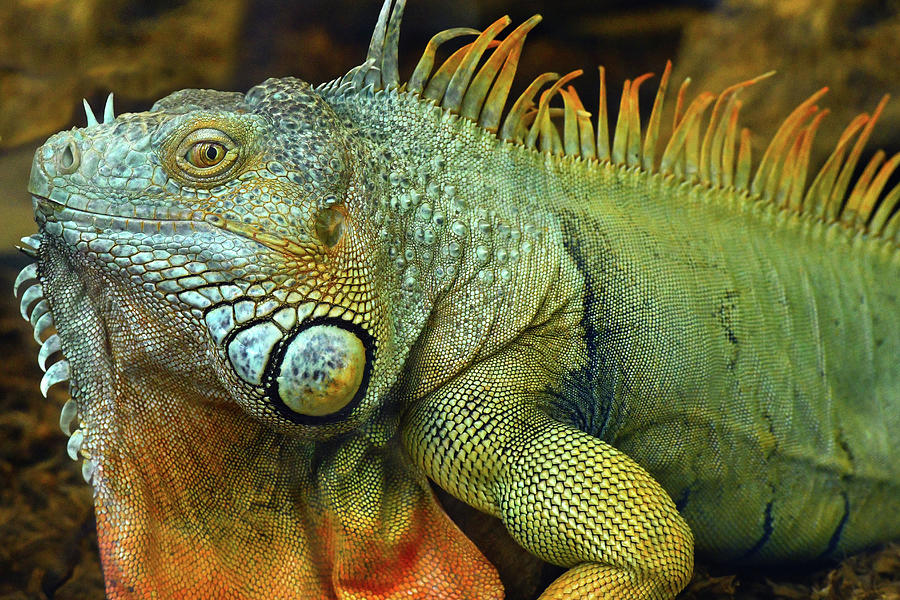 Green Iguana 1 Photograph by Dean Hueber - Fine Art America