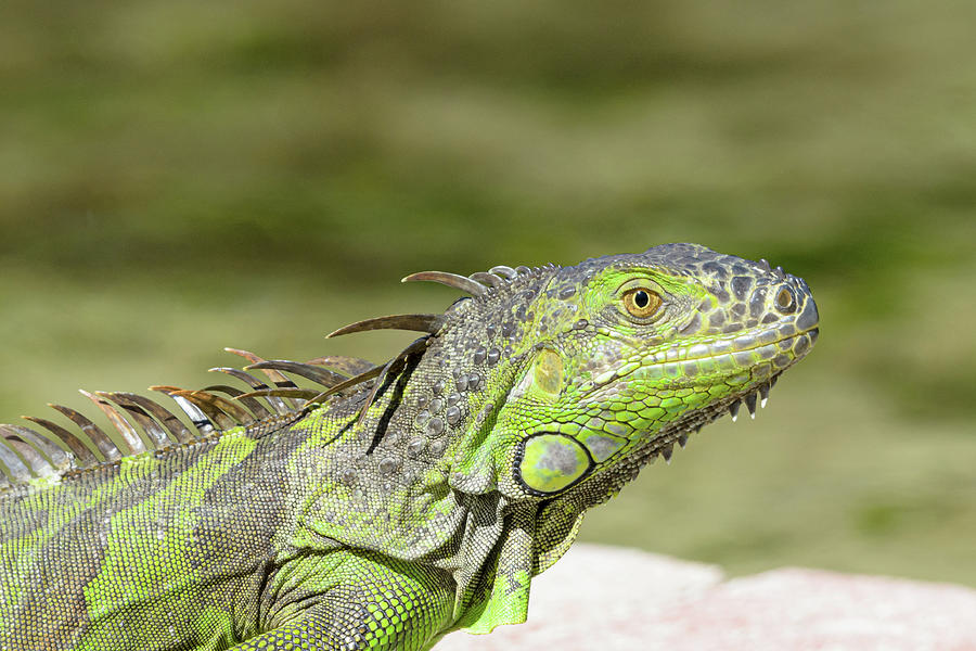 Green Iguana Photograph by Adrian O Brien