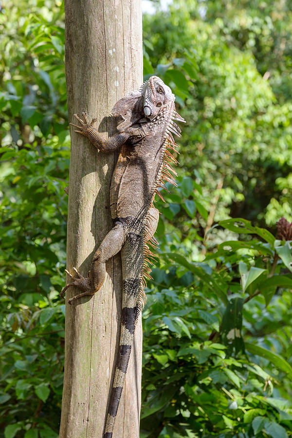 Green Iguana climbing a tree, Corcovado, Costa Rica Photograph by Matteo Colombo