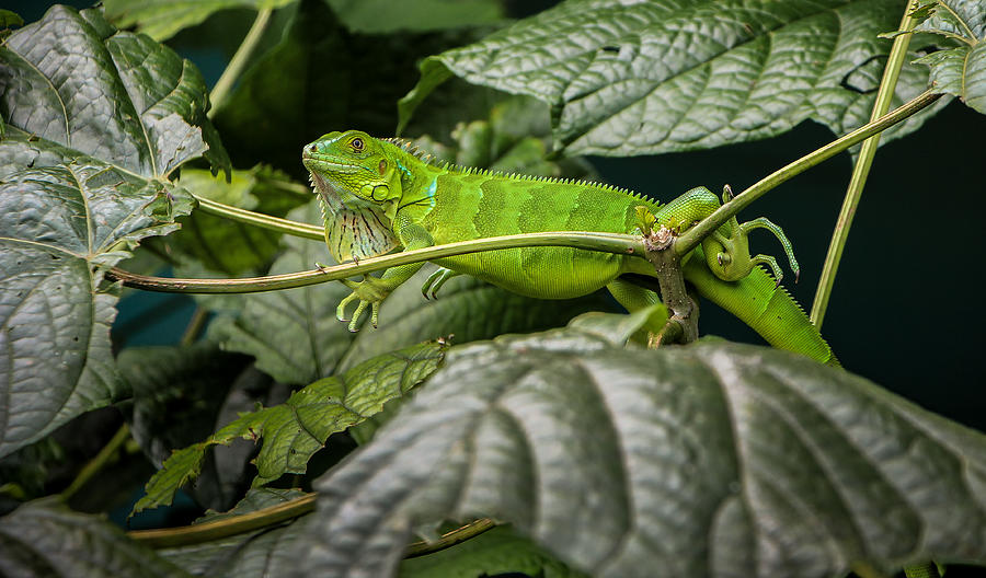 Green Iguana, Costa Rica Photograph by Bas Vermolen