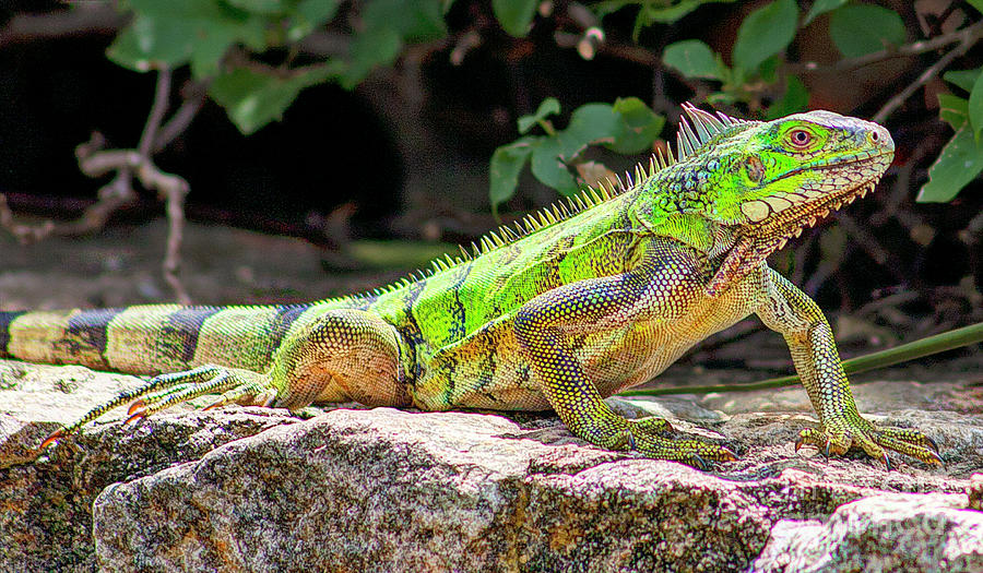 Green Iguana, Curacao Photograph by Alex Demyan - Fine Art America