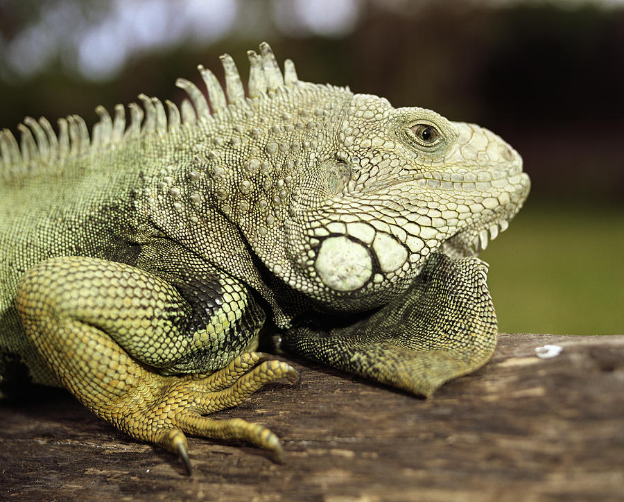 Green iguana (Iguana iguana) on log, side view, close-up Photograph by Alistair Berg