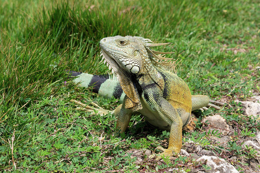Green Iguana Photograph by John Daly