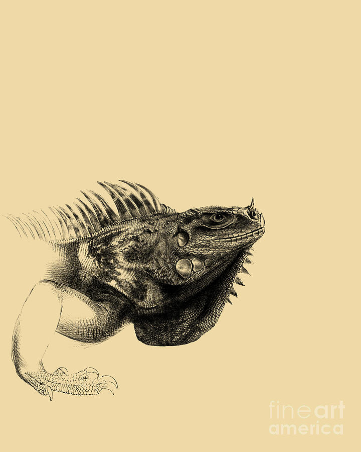 Wildlife Digital Art - Green Iguana by Madame Memento