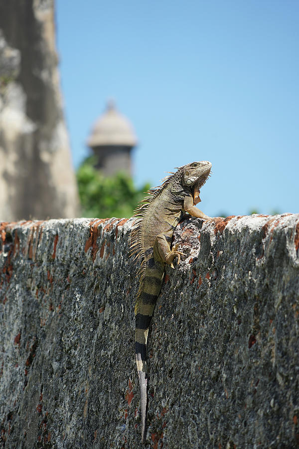 Green Iguana on the Castle Wall Photograph by Richard Reeve